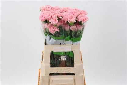 FeedSync:wholesale:8d13555f83227effd35a3e1e9883f6a4bef802ad
