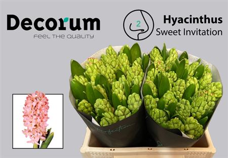Hyacinth Sweet Invitation