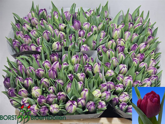 Tulip Du Python
