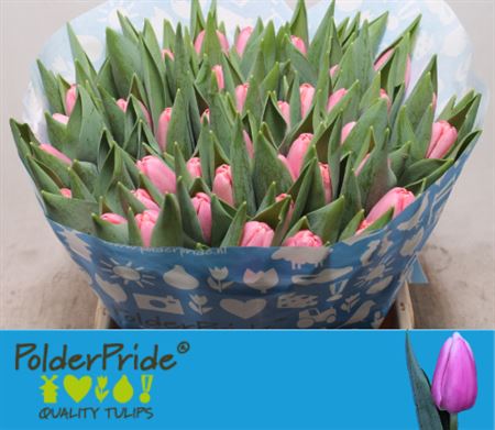 Tulip En Tresor