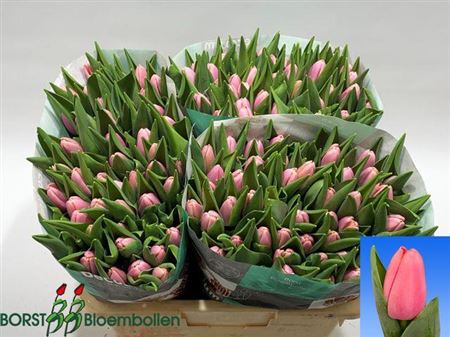 Tulip En Tresor