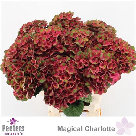 Hydrangea M Charlotte