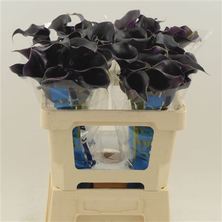FeedSync:wholesale:b9cf942fbc0d80b0e82382c4719357c0fac2d500