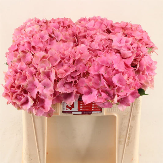 Hydrangea M Roy Palace