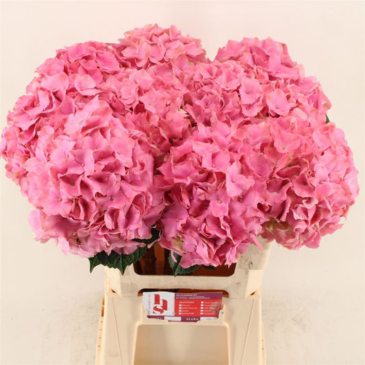 Hydrangea M Roy Palace