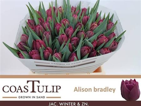 Tulip Coast Du Alison Bradley Extra
