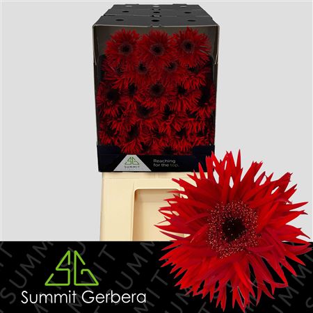 Gerbera - Gerbera - Mini Spider Shaped