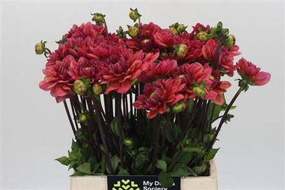 FeedSync:wholesale:b13ac2401eb75c7a253fbf67bb9abe10a7044160