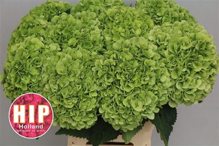 Hydrangea - Hydrangea - Classic
