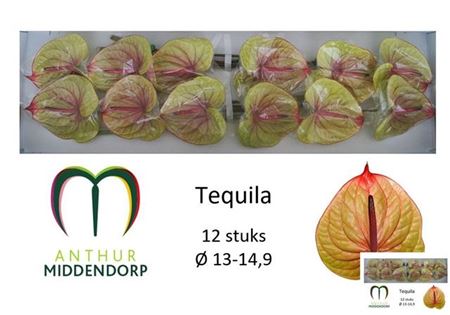 FeedSync:wholesale:a6cbf30f92fabe5045c6fca7d1c7f9afec0d6a8d