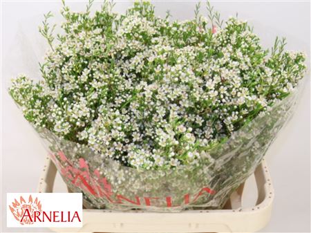 FeedSync:wholesale:959f1de1dca30285c0a1d771ab3f378c773509ac