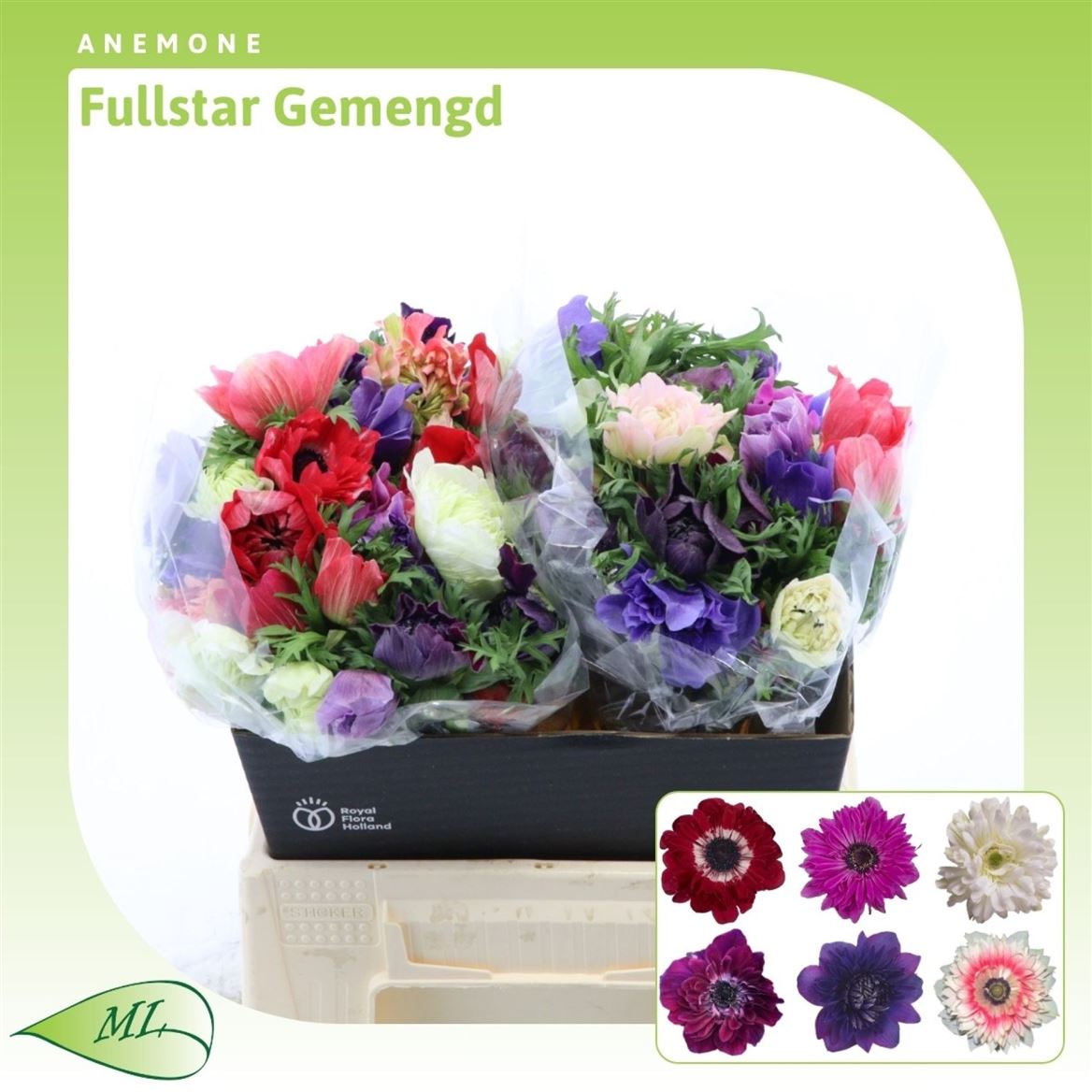 Anemone Co Fullstar Mixed