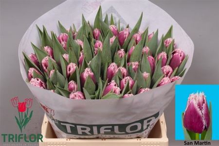 Tulip Fr San Martin
