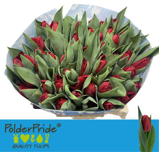 Tulip En Heartbreaker New