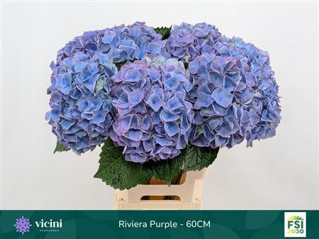 Hydrangea M My Riviera