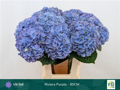Hydrangea M My Riviera