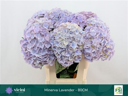 Hydrangea M My Minerva