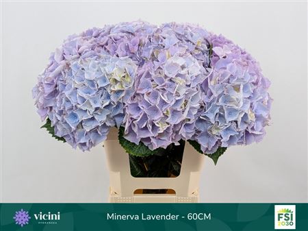 Hydrangea M My Minerva