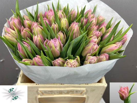 Tulip Du Salmon Price