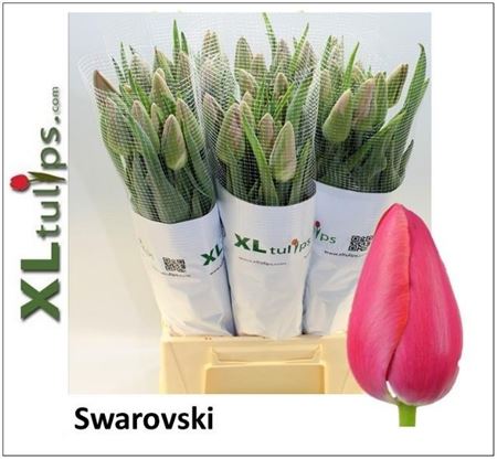 Tulip Frankrijken Swarovski