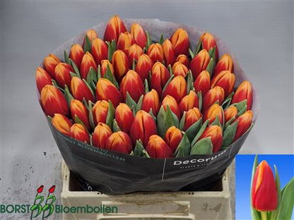 FeedSync:wholesale:571cd46960912662a2fd805bcdc79e5990686593