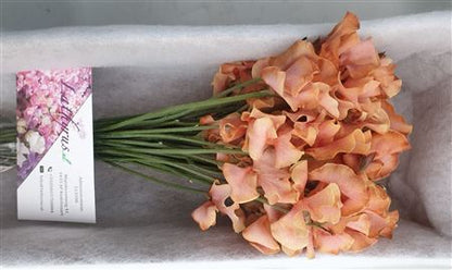 Sweet Pea - Lathyrus - Pompoen Magic