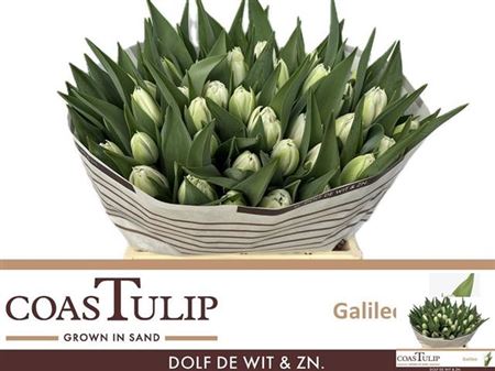 Tulip Coast Du Galileo