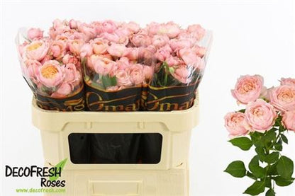 FeedSync:wholesale:a7ac10abcd0b70c3b9996ef11979f1a3ba124d75