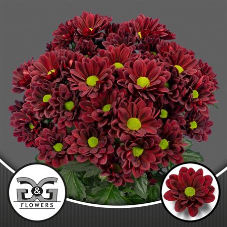 Chrysanthemum Spray Red
