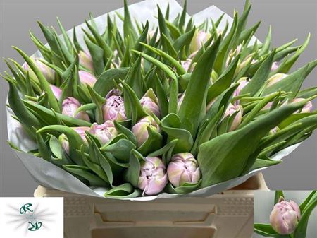 Tulip Du Soft Price