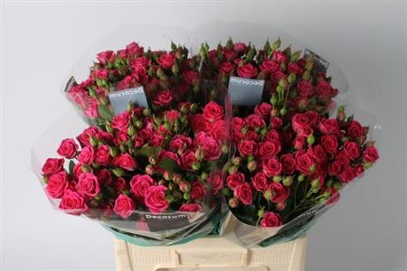 FeedSync:wholesale:1f85902cf0d973e4b3ac4e36ee4f6001425472a5