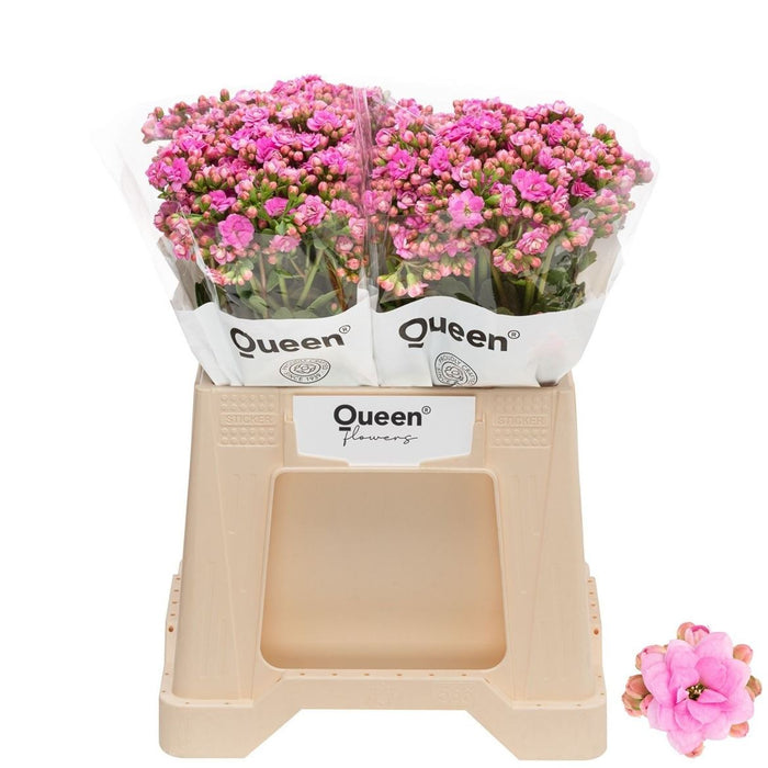 Pink Kalanchoe 'Taffy Pink Meadow' – 40cm Stems