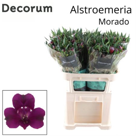 FeedSync:wholesale:7f2ea06b4c3f6d37a0068c00cfce41893f66c7ce