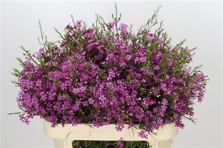 Chamelaucium - Chamelaucium