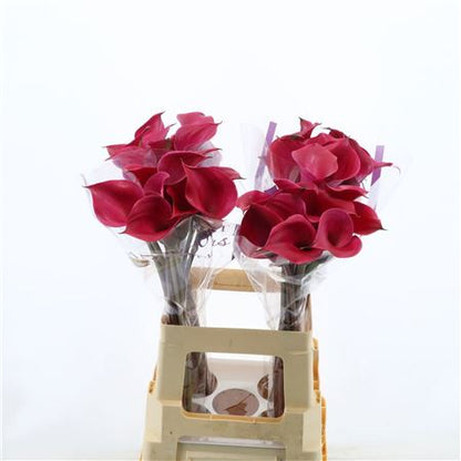 Calla Lily - Zantedeschia