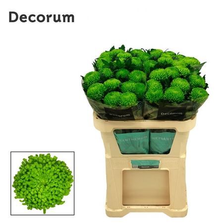 Chrysanthemum G Alemani