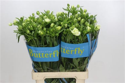 Ranunculus - Ranunculus - Butterfly Graces