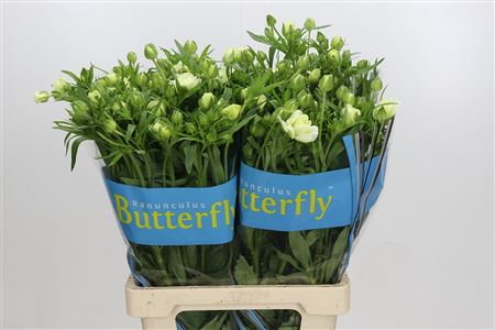 Ranunculus - Ranunculus - Butterfly Graces