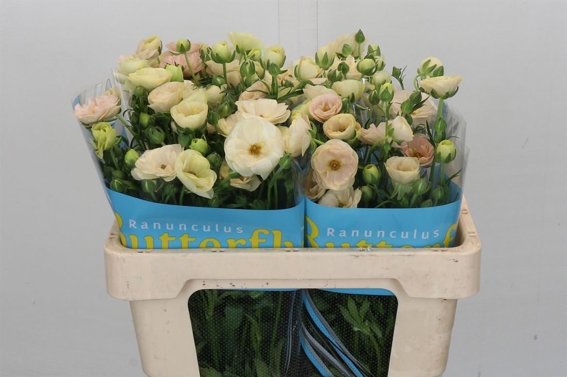 Butterfly Ranunculus - Rax Keramos