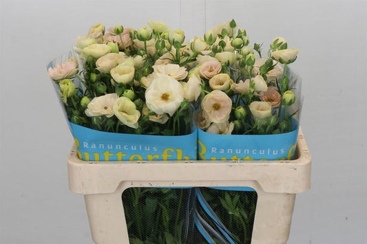 Ranunculus Butterfly Keramos