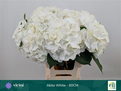 Hydrangea Macrophylla My Beautiful Akito
