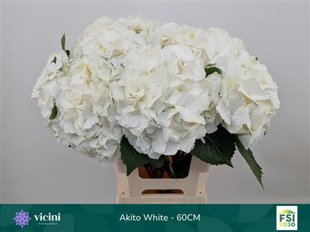 Hydrangea Macrophylla My Beautiful Akito