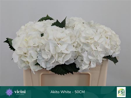 Hydrangea Macrophylla My Beautiful Akito