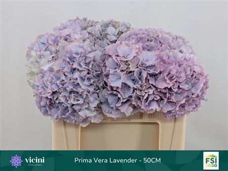 Hydrangea Macrophylla My Beautiful Primavera