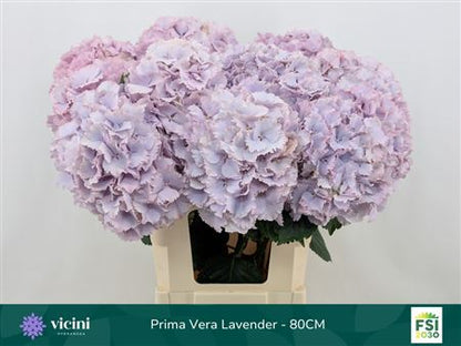 Hydrangea Macrophylla My Beautiful Primavera