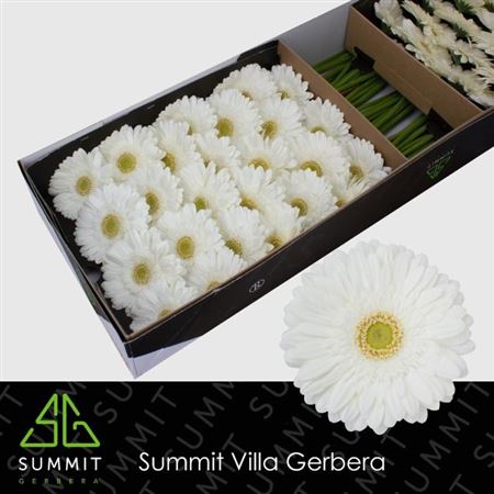 FeedSync:wholesale:83c61327cb47114ed216c3771aa16fdf509ed79b