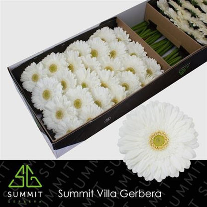 FeedSync:wholesale:83c61327cb47114ed216c3771aa16fdf509ed79b
