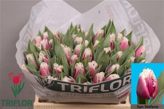 Tulip Fr San Stefano