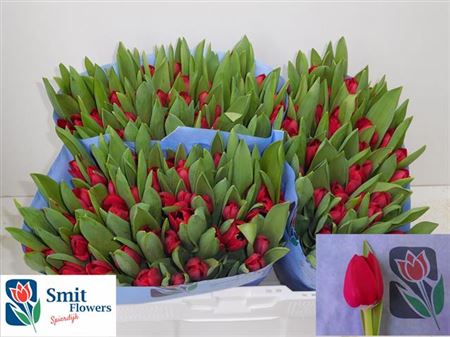 Tulip En Make A Wish