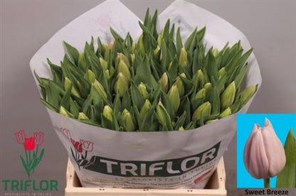 FeedSync:wholesale:e9618ab6be8a207fb086559969ddbc86c12c6b5e